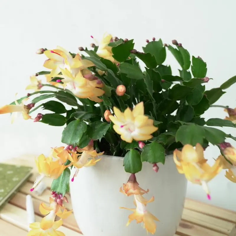 2 Yellow Christmas Cactus Plants - 4 to 6 Inch Live Schlumbergera - 2
