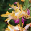 2 Yellow Christmas Cactus Plants - 4 to 6 Inch Live Schlumbergera -1