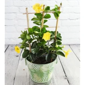 2 Yellow Mandevilla Live Plants - 6 to 10 Inch - Vibrant Climbing Vine