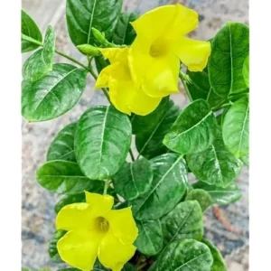 2 Yellow Mandevilla Live Plants - 6 to 10 Inch - Vibrant Climbing Vine