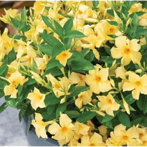 2 Yellow Mandevilla Live Plants - 6 to 10 Inch - Vibrant Climbing Vine