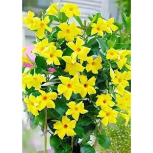 2 Yellow Mandevilla Live Plants - 6 to 10 Inch - Vibrant Climbing Vine