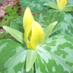 2 Yellow Trillium (Trillium Luteum) - Perennial Shade Wildflower, Bare Root