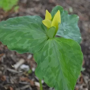 2 Yellow Trillium (Trillium Luteum) - Perennial Shade Wildflower, Bare Root