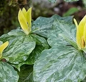 2 Yellow Trillium (Trillium Luteum) - Perennial Shade Wildflower, Bare Root