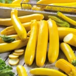 2 Yellow Zucchini Live Plants in 4"Pot for Planting Golden Zucchini Squash Plant