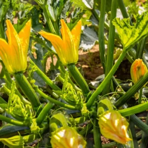 2 Yellow Zucchini Live Plants in 4"Pot for Planting Golden Zucchini Squash Plant