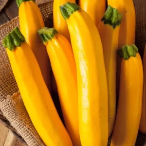 2 Yellow Zucchini Live Plants in 4