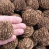 20 Black Walnut Seeds Juglans nigra Northern Hardy Shade Nut Tree Perennial