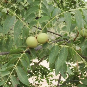 20 Black Walnut Seeds Juglans nigra Northern Hardy Shade Nut Tree Perennial