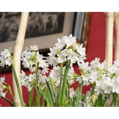 20 Bulbs Narcissus Paperwhite Bulbs - White Narcissus - Fragrant Daffodil Bulbs