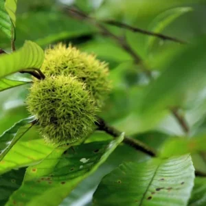 20 Dunstan American Chestnuts Tree Seeds Hybrid Chinese Edible Nut Tree
