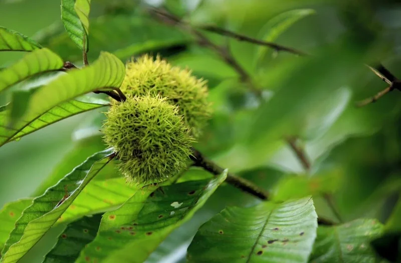 20 Dunstan American Chestnuts Tree Seeds Hybrid Chinese Edible Nut Tree
