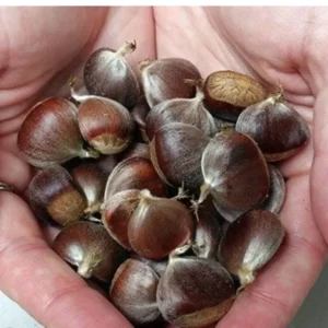 20 Dunstan American Chestnuts Tree Seeds Hybrid Chinese Edible Nut Tree