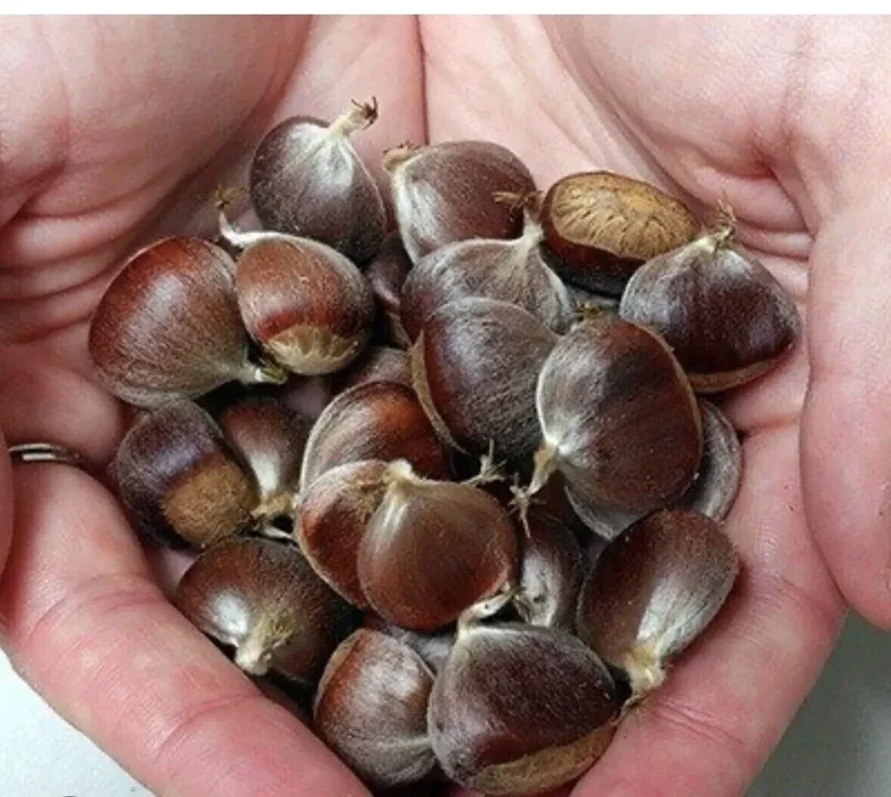 20 Dunstan American Chestnuts Tree Seeds Hybrid Chinese Edible Nut Tree