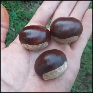 20 Dunstan American Chestnuts Tree Seeds Hybrid Chinese Edible Nut Tree
