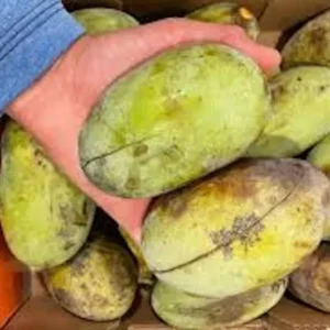 20 Paw Paw Fruit Tree Seeds Indian Banana Asimina Triloba Ready to Plant