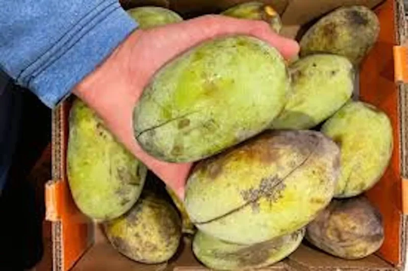 20 Paw Paw Fruit Tree Seeds Indian Banana Asimina Triloba Ready to Plant