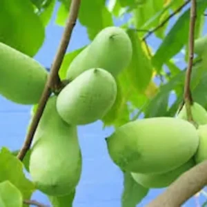 20 Paw Paw Fruit Tree Seeds Indian Banana Asimina Triloba Ready to Plant
