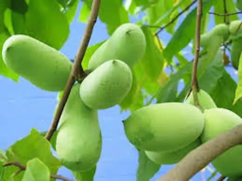 20 Paw Paw Fruit Tree Seeds Indian Banana Asimina Triloba Ready to Plant