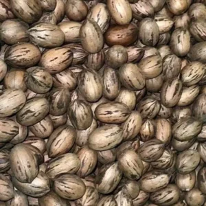 20 Pecan Tree Seeds Carya illinoinensis Organic Perennial Edible Nut Planting
