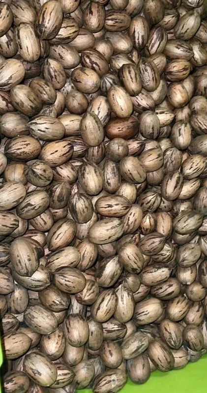 20 Pecan Tree Seeds Carya illinoinensis Organic Perennial Edible Nut Planting