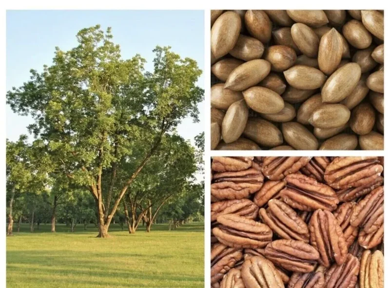 20 Pecan Tree Seeds Carya illinoinensis Organic Perennial Edible Nut Planting