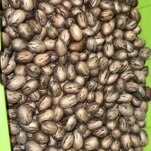 20 Pecan Tree Seeds Carya illinoinensis Organic Perennial Edible Nut Planting