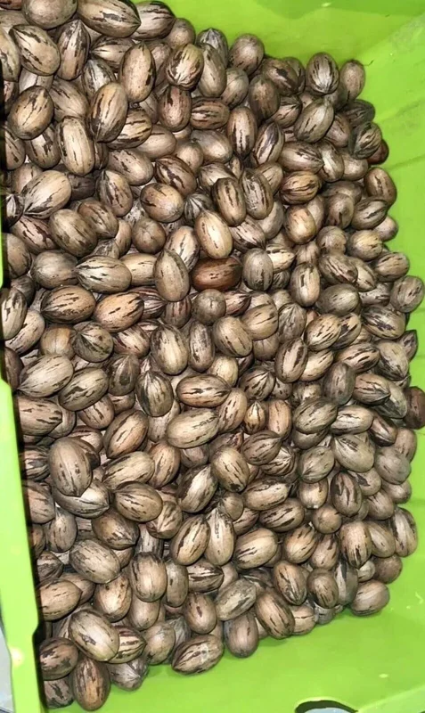 20 Pecan Tree Seeds Carya illinoinensis Organic Perennial Edible Nut Planting