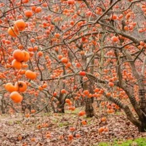 20 Persimmon Tree Seeds Diospyros Virginiana Sugar Plum Fruit Plant Native