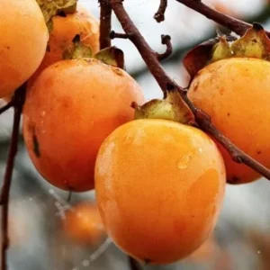 20 Persimmon Tree Seeds Diospyros Virginiana Sugar Plum Fruit Plant Native