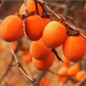 20 Persimmon Tree Seeds Diospyros Virginiana Sugar Plum Fruit Plant Native
