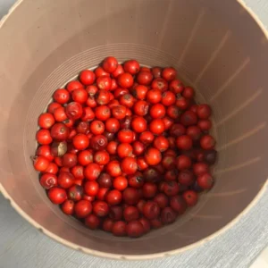 20 Possumhaw Holly Seeds Ilex Deciduous 3-5 Seeds Red Fruit Ornamental