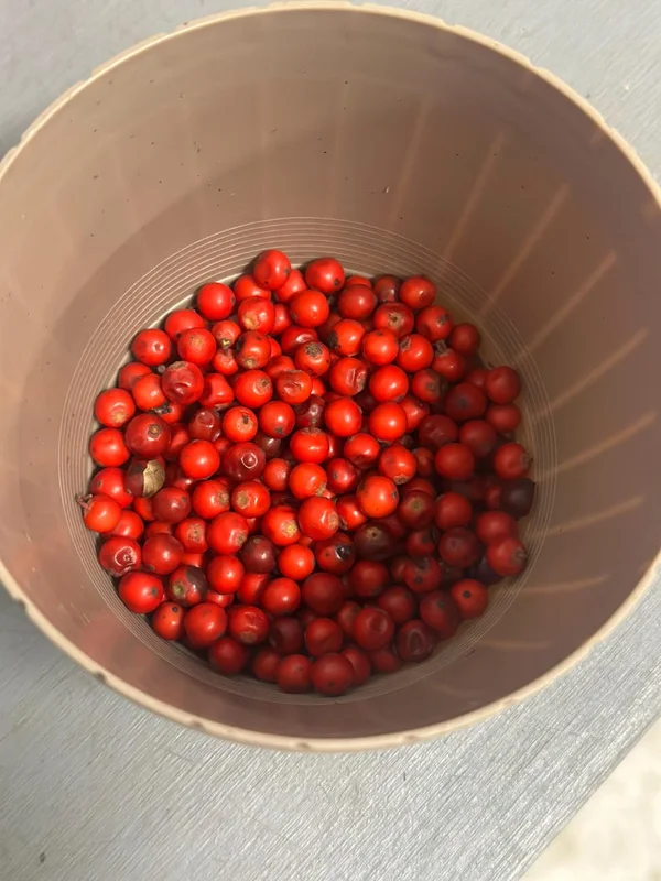 20 Possumhaw Holly Seeds Ilex Deciduous 3-5 Seeds Red Fruit Ornamental