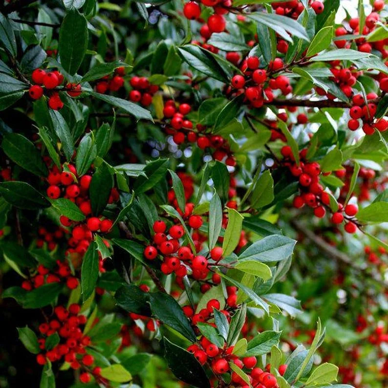 20 Possumhaw Holly Seeds Ilex Deciduous 3-5 Seeds Red Fruit Ornamental