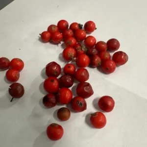20 Possumhaw Holly Seeds Ilex Deciduous 3-5 Seeds Red Fruit Ornamental