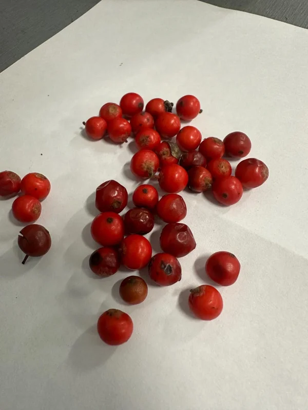 20 Possumhaw Holly Seeds Ilex Deciduous 3-5 Seeds Red Fruit Ornamental