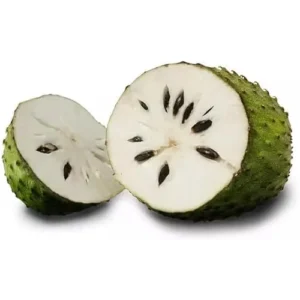 20 Soursop Seeds - Premium Guanabana Graviola Annona Muricata for Planting