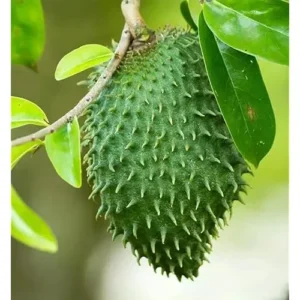 20 Soursop Seeds - Premium Guanabana Graviola Annona Muricata for Planting
