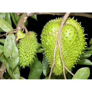 20 Soursop Seeds - Premium Guanabana Graviola Annona Muricata for Planting