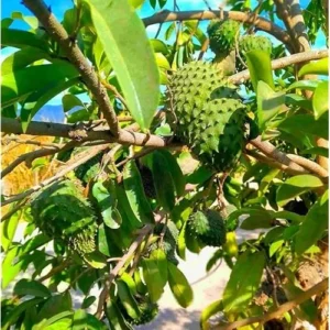 20 Soursop Seeds - Premium Guanabana Graviola Annona Muricata for Planting