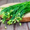 20Garlic Chive Live Plants 4"Pot for Planting Chinese Garlic Chives Herbs Garden