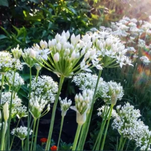 20Garlic Chive Live Plants 4