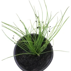 20Garlic Chive Live Plants 4