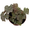 2.5" Five and Dime Begonia Plant - Compact Houseplant with Metallic Leaves