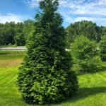 25 Green Giant Arborvitae Trees - 2.5" Pot - 6-12 Inch Thuja Plicata - Fast Growing Privacy Screen