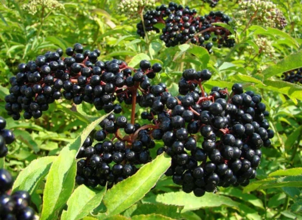 25 Sambucus Canadensis Elderberry Bare-root 6-12 Inch Tall - Native Shrub