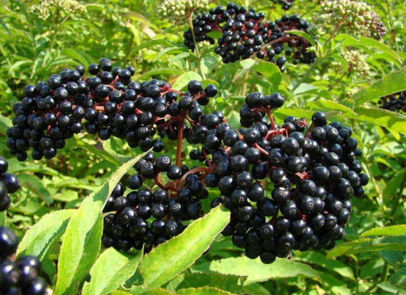 25 Sambucus Canadensis Elderberry Bare-root 6-12 Inch Tall - Native Shrub