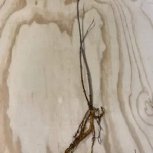 25 Sambucus Canadensis Elderberry Bare-root 6-12 Inch Tall - Native Shrub