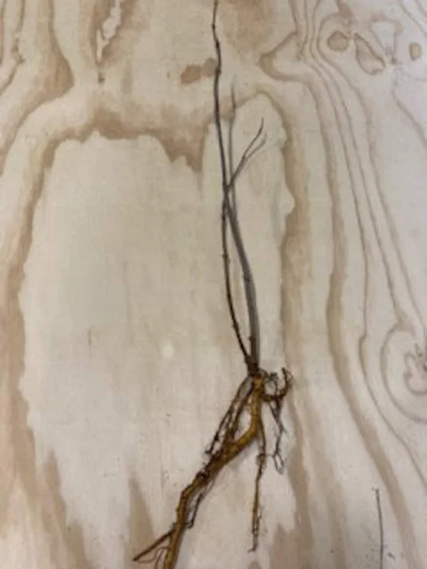 25 Sambucus Canadensis Elderberry Bare-root 6-12 Inch Tall - Native Shrub